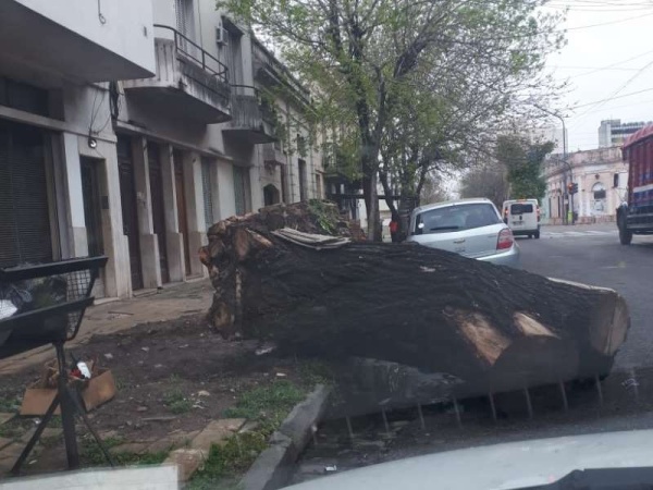 Un árbol lleva 15 días &quot;estacionado&quot; en 2 y 40