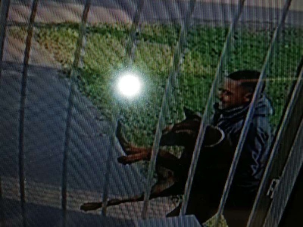 Dos bastardos robaron un perro en La Plata y una familia destruida lo busca por todos lados: &quot;Mis hijos están muy tristes; era uno más de nosotros&quot;