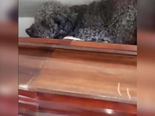 Benito: El perro que visita la tumba de su dueña fallecida 