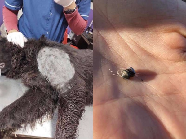 Vive en el centro de La Plata y su &quot;hobbie&quot; es dispararle a perros y caballos: &quot;A mi yegua le disparó directo al corazón&quot;