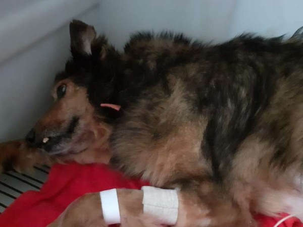 Operaron a Dientito, hist&oacute;rico perro callejero de La Plata y su familia pide ayuda: "Ya gastamos $12.500; pero los costos van a subir"