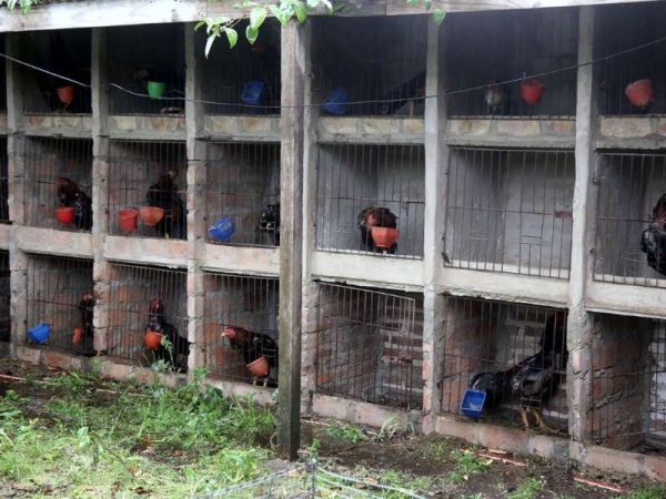Liberaron a los 85 gallos de riña hallados en una casa de La Plata: les aplicaban vitaminas y anabólicos