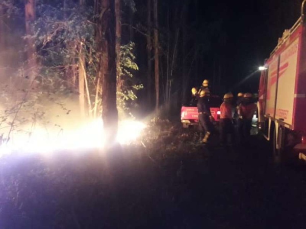 Fuego y descontrol en el Parque Pereyra Iraola: un árbol casi mata a los policías y había personas en lugares prohibidos