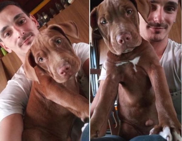 Ladrón desalmado se robó a una perra en el barrio La Granja y su dueño la busca desesperado