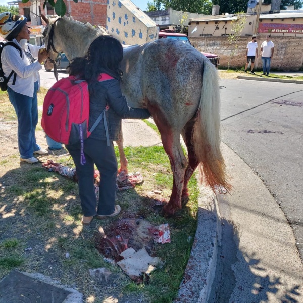 VIDEO: un caballo se desangró en plena calle de La Plata
