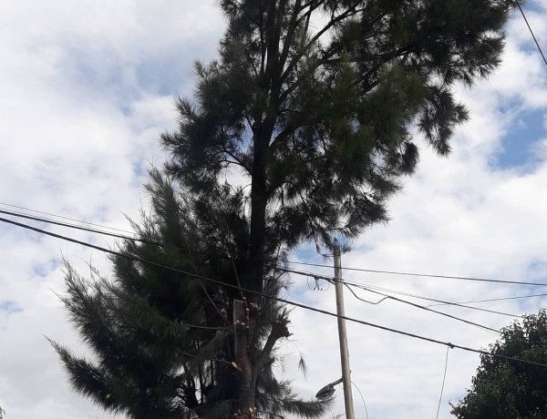 Por no darle "sanguchitos" a los empleados municipales, a una vecina de 42 y 184 se le está por caer un árbol en su casa