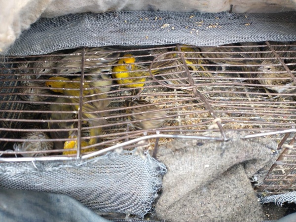 Liberaron a 60 aves que habían sido cazadas en La Plata por dos hombres de Florencio Varela: quedaron demorados