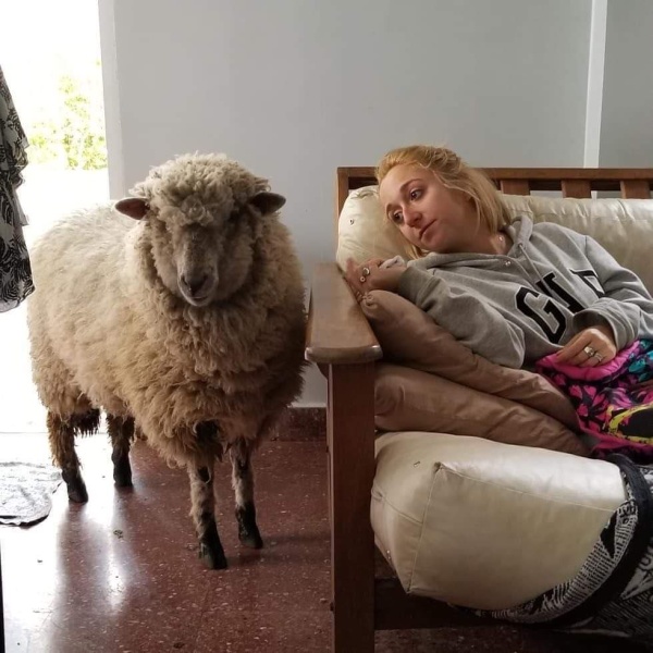 Le robaron a su oveja en La Plata y ofrece recompensa: &ldquo;Para nosotros es como un perro; es muy mimosa&rdquo;