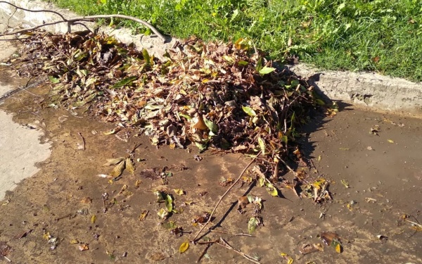 En medio de las lluvias, vecinos de Tolosa tuvieron que juntar las hojas porque el barrendero dejó de pasar