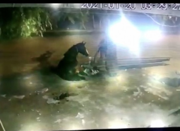 Alerta en Berisso por robos de caballos: "Andan en un auto negro, miran y vuelven para llevárselos"