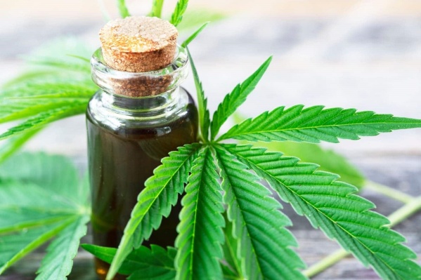 El gobierno bonaerense presentó el proyecto de ley que permite el autocultivo de Cannabis
