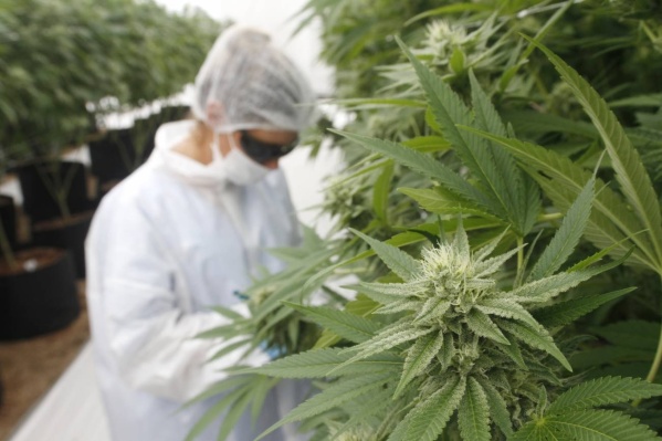 Autorizaron a científicos de La Plata a investigar sobre el cultivo de cannabis medicinal