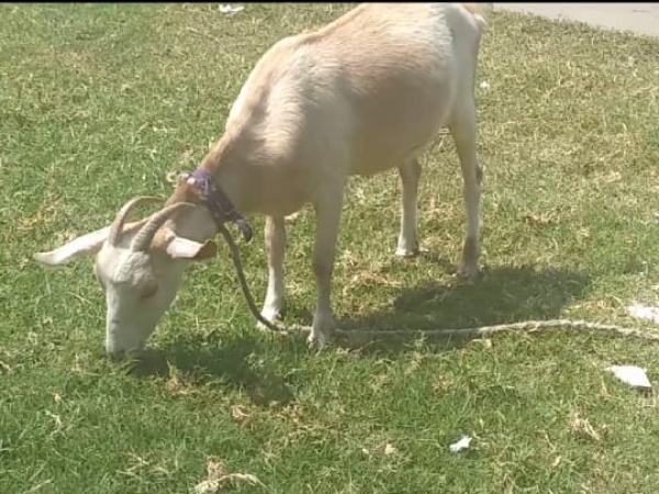 Una familia platense desesperada busca una chiva que le robaron: "Es nuestra mascota, no saben el daño que causan"
