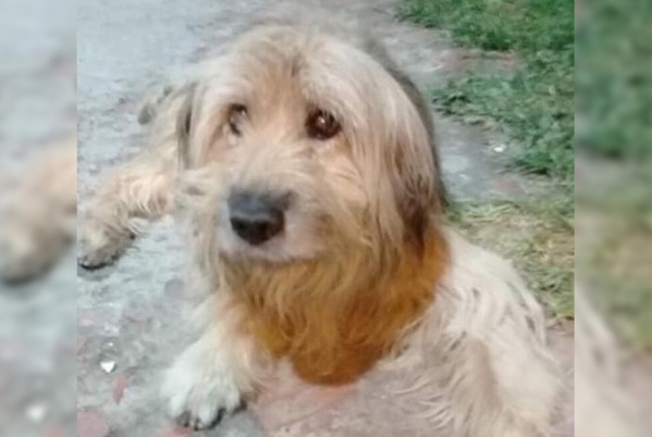 Vecinos buscan a "Coki" un perrito visto por última vez en la zona del estadio Único