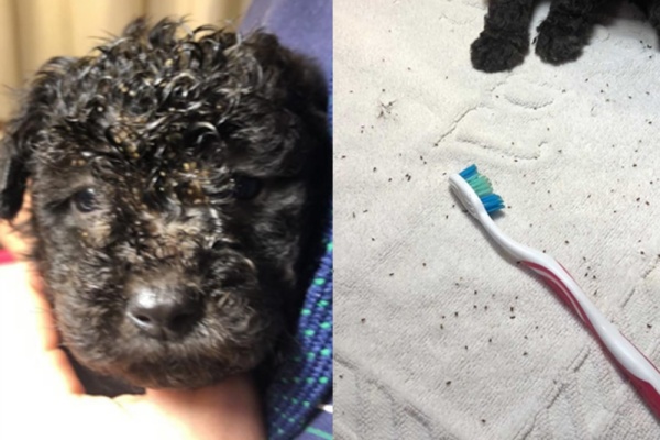 Descubren criadero ilegal de caniches en La Plata: los tienen en mal estado y comercializan por internet