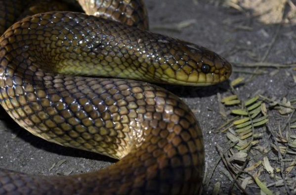 Encontraron una serpiente a pocas cuadras del centro de La Plata