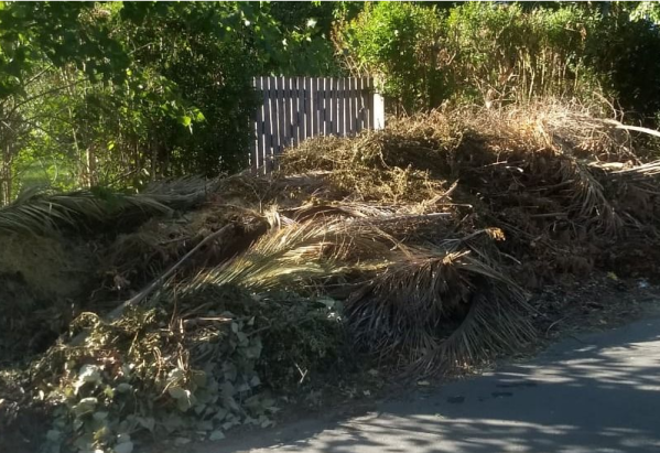 Denuncian que en un sector de Villa Elisa se encuentran tapados por las ramas