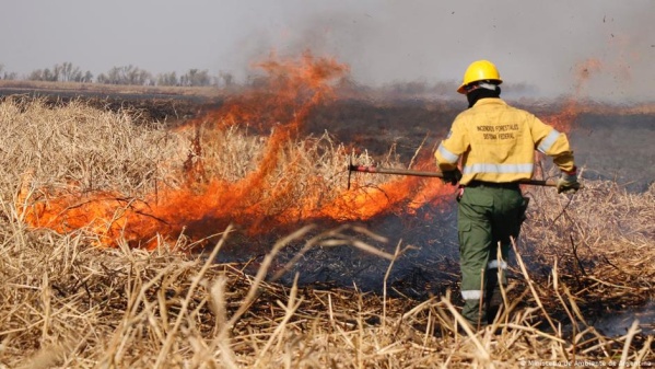 Luego de los incendios forestales, incorporan 2.600 hectáreas del Delta Paraná como protegidas