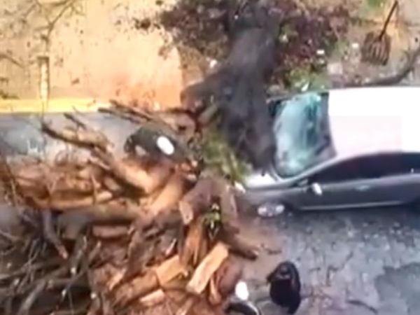 Un árbol aplastó a un auto que se encontraba estacionado en la zona de 3 y 62