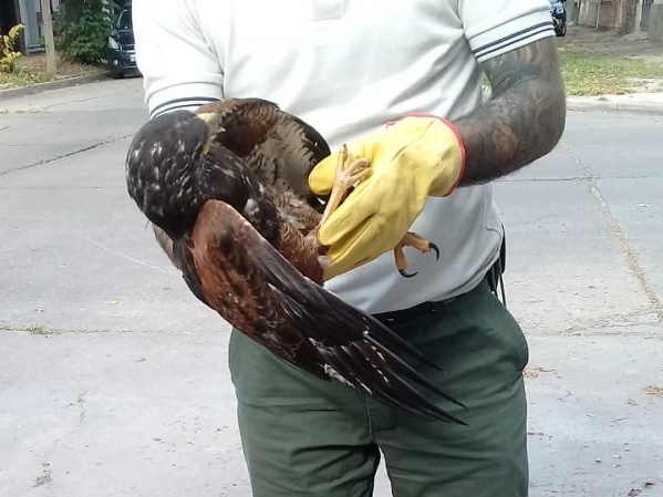 Hallaron a un gavilán herido cerca del parque San Martín de La Plata