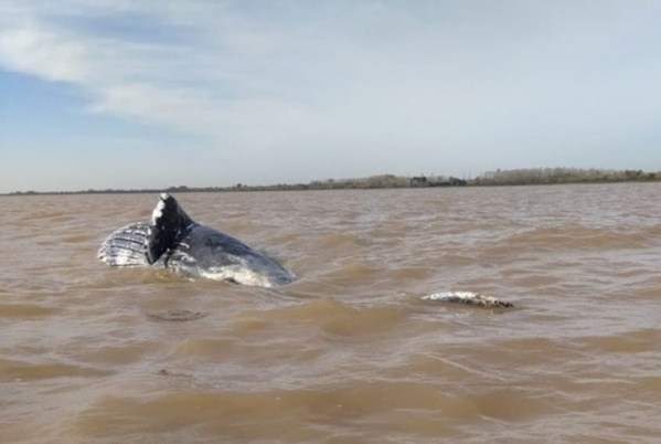 Hallaron en las costas de Punta Lara a una ballena muerta
