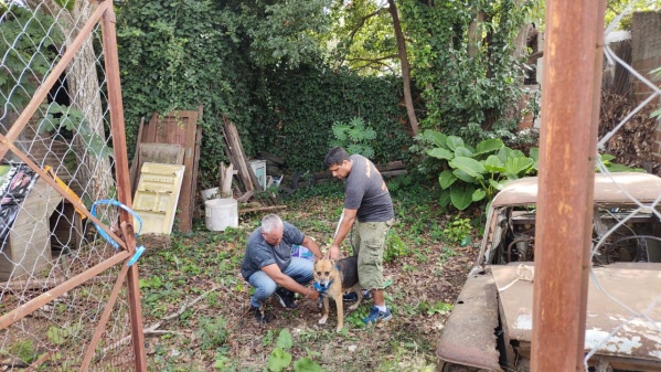 Perros abusados en Los Hornos: los salvaron gracias a los vecinos