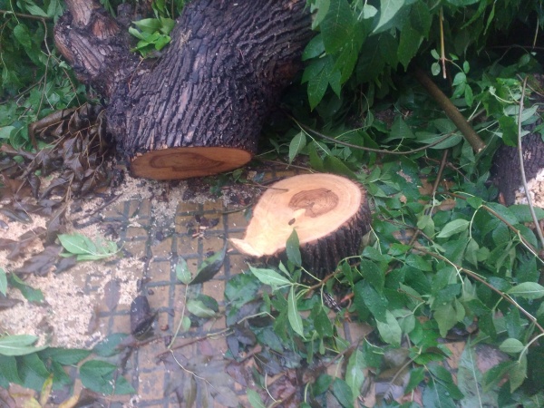 Un vecino denunci&oacute; que "mataron a un &aacute;rbol" que estaba sobre calle 18 y 62