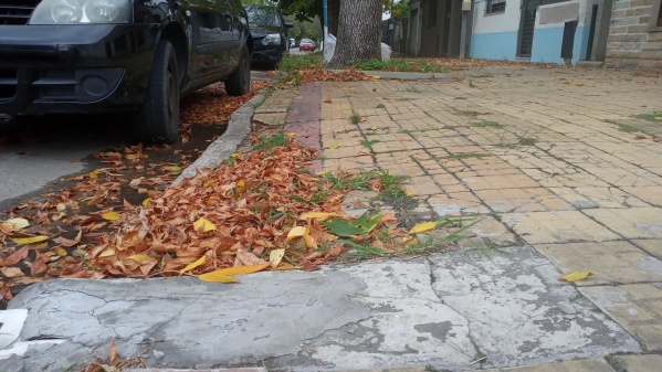 "&iquest;Para qu&eacute; pagamos el impuesto municipal?": El enojo de un platense por la falta de recolecci&oacute;n de hojas en la ciudad