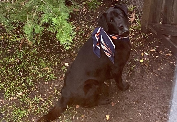 Encontraron a un perro en Romero y buscan a sus dueños: "Lo compré porque lo iban a matar"