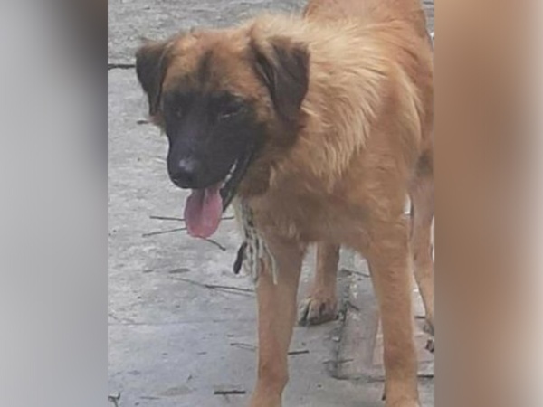 Buscan a un perrito que se perdió hace 2 meses en Melchor Romero y ofrecen $ 10.000 de recompensa