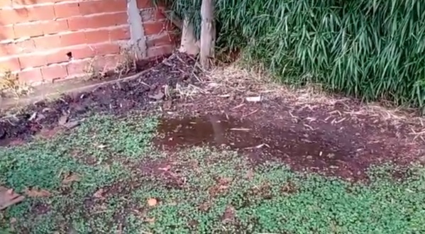 "La Municipalidad no me ayuda", el drama de una platense con su vecino, que adem&aacute;s le envenen&oacute; el perro