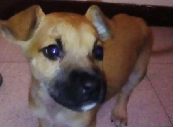 Denuncian a una platense por adoptar perros y hacerlos desaparecer: “Es muy agresiva”