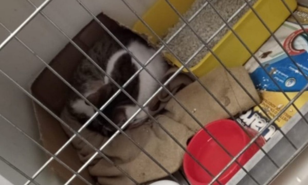 Un gato vive encerrado en una jaula hace siete meses en La Plata y necesita tránsito