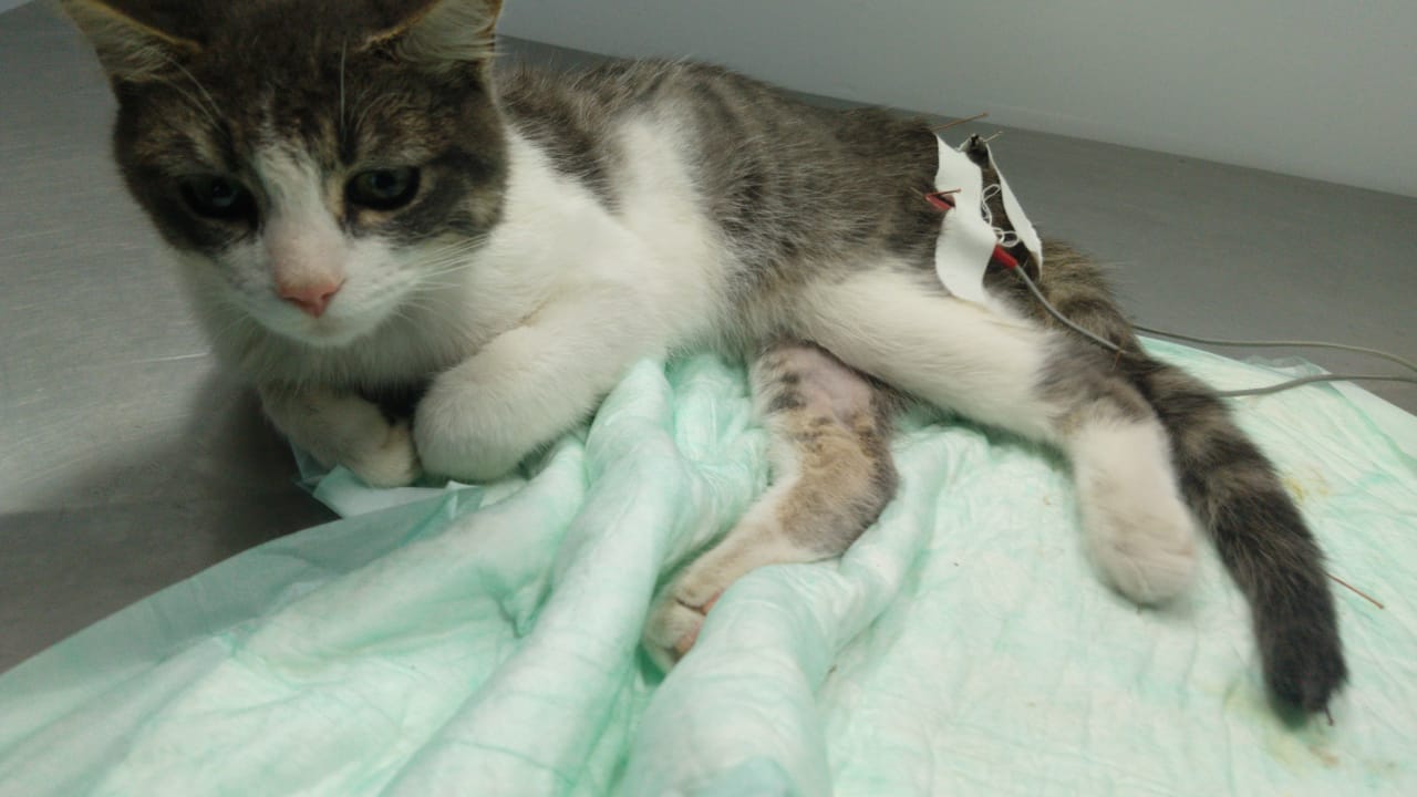 Un gatito discapacitado de La Plata necesita ayuda para cubrir gastos del tratamiento