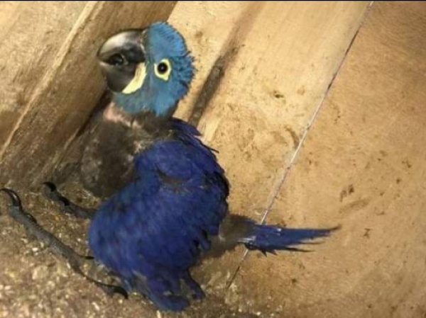 Denuncian a un hombre que vende aves en peligro de extinción en La Plata: "Las tiene en pésimas condiciones"