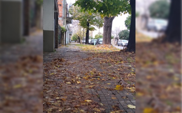 En el barrio El Mondongo las hojas tapan las calles y las tormentas preocupan a los vecinos