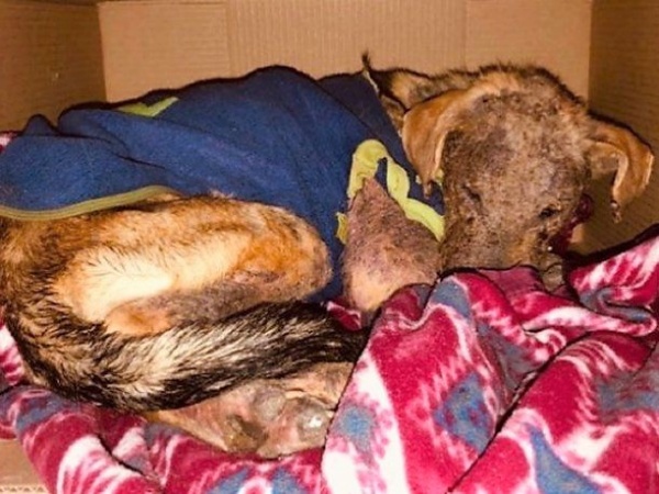 Adoptó a un perro, lo maltrató y abandonó al can dejándolo moribundo: "Juanito se esconde y tiene miedo"