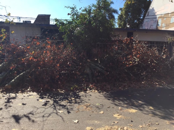 Vecinos de City Bell denuncian que el Municipio "masacró" dos árboles y nadie hace nada
