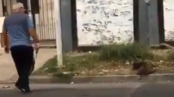 Denunciaron a un hombre por asesinar a un perro callejero en San Justo: "Lo mató por matar"