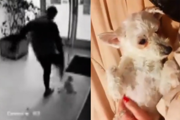 VIDEO: Así se encuentra Mía, la perrita ferozmente golpeada en La Plata