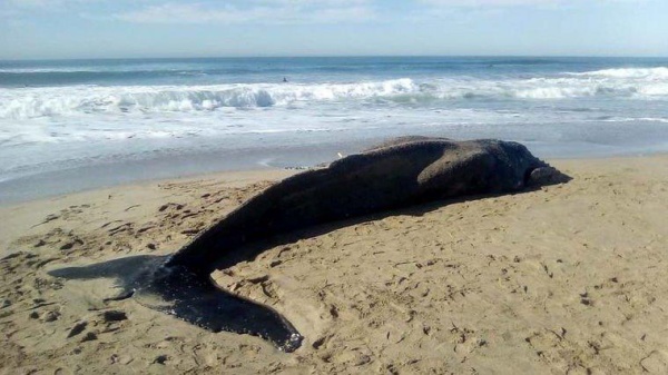 Encontraron una ballena jorobada muerta en Mar del Plata
