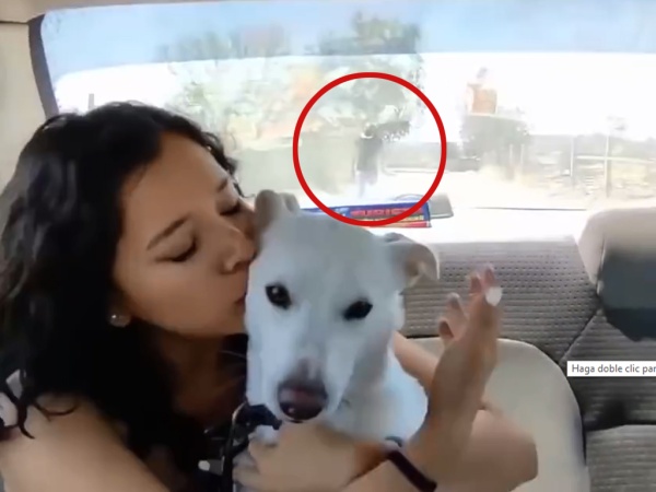 Se enter&oacute; que su novio abandon&oacute; a su perro por no ser de raza y ella tom&oacute; venganza: lo dej&oacute; en medio de la ruta y se viraliz&oacute;