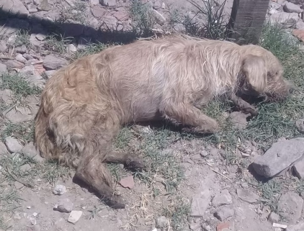 Envenenaron y mataron a 12 perros en el Parque Pereyra Iraola: "¿Y si ese veneno tomaba contacto con los productores?"