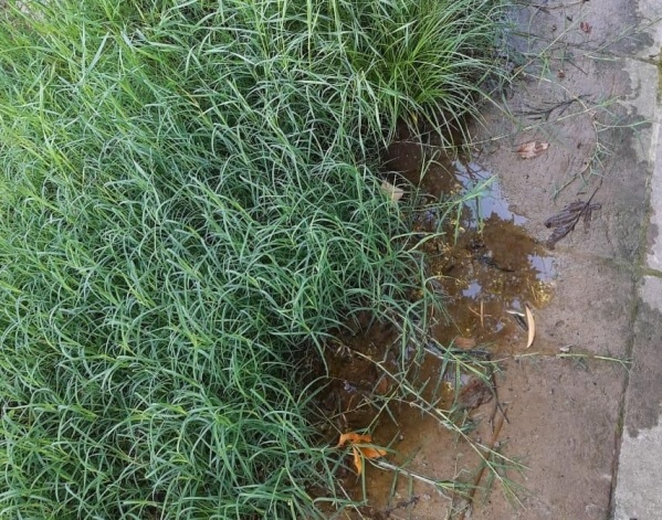 Una pérdida de agua cumplió un año en Gonnet y junta cada vez más mosquitos