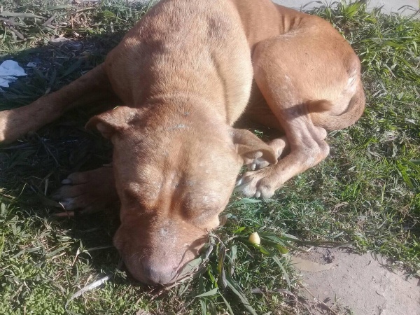 Vecinos de Ensenada juntaron dinero para ayudar a una perra abandonada, pero terminó muriendo