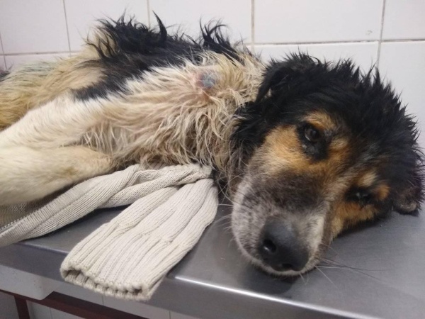 Desecharon a un perro dentro de una bolsa de papas en La Plata y ahora no puede caminar: necesita urgente pañales y gasas