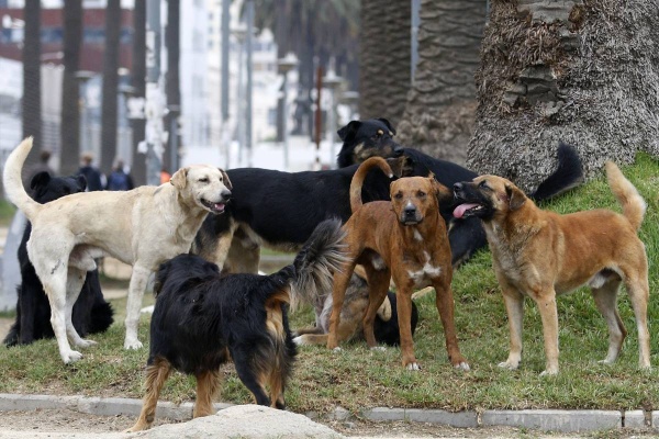 Castrarán a 40 perros en La Plata y necesitan vender 40 rifas