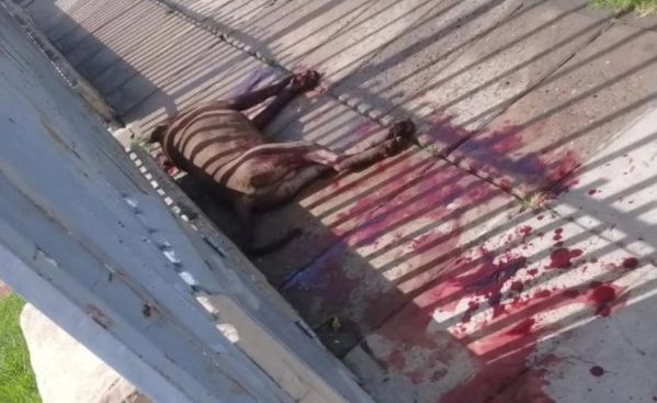Un pitbull atacó brutalmente a cinco vecinos en Morón y la policía lo mató porque no podían tranquilizarlo