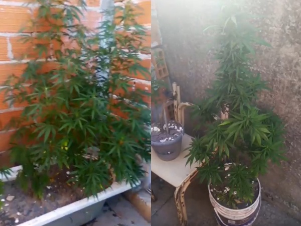Los allanaron en Tolosa por el robo de una moto y les encontraron una plantaci&oacute;n de marihuana