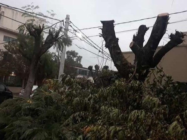 Bronca en un grupo de vecinos de City Bell por la "poda despiadada" de unos árboles